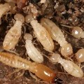 Bad Way to Save Money - Skip Termite Control