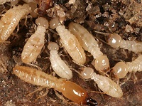 Bad Way to Save Money - Skip Termite Control